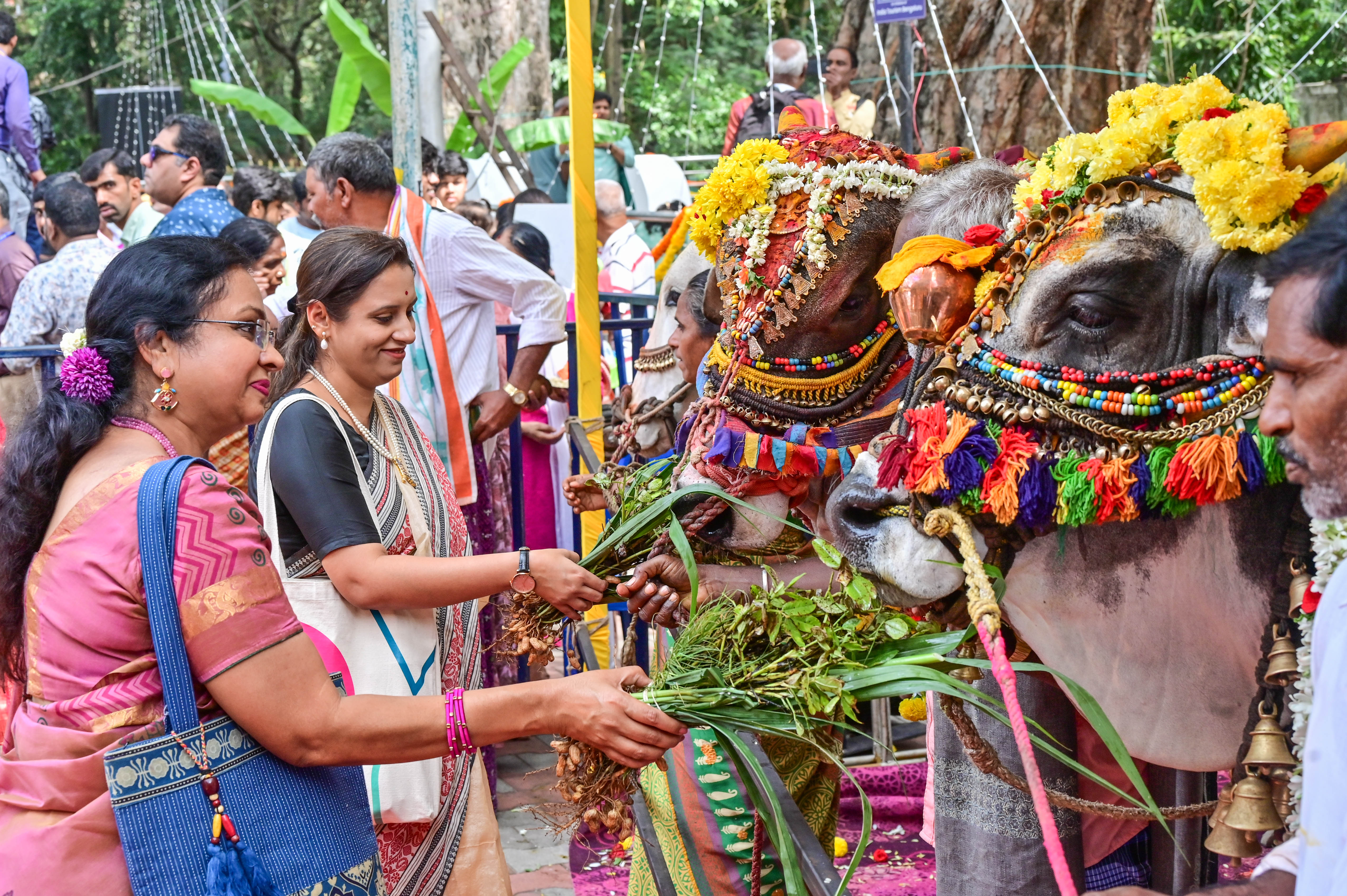 ಕಡಲೆಕಾಯಿ ಪರಿಷೆ ಉದ್ಘಾಟನಾ ಸಮಾರಂಭದಲ್ಲಿ ಬಸವಣ್ಣಗೆ ಕಡಲೆಕಾಯಿ ಗಿಡ ತಿನ್ನಿಸಿದರು  