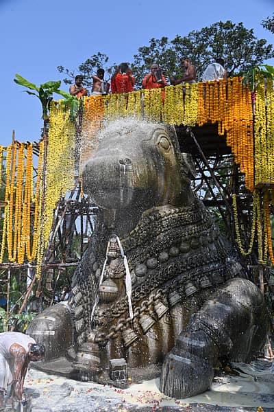 ಚಾಮುಂಡಿಬೆಟ್ಟದ ಬಳಗ ಚಾರಿಟಬಲ್ ಟ್ರಸ್ಟ್ ವತಿಯಿಂದ ಸೋಮವಾರ ನಡೆಸಿದ ಮಹಾಭಿಷೇಕದಲ್ಲಿ ಚಾಮುಂಡಿಬೆಟ್ಟದ ನಂದಿ ವಿಗ್ರಹವು ವಿವಿಧ ವರ್ಣಗಳಲ್ಲಿ ಕಂಗೊಳಿಸಿತು. ಒಮ್ಮೆ ಶ್ವೇತ ವರ್ಣದಲ್ಲಿ ಕಂಡರೆ, ಮತ್ತೊಮ್ಮೆ ಕೆಂಪು, ಅರಿಸಿಣದ ಬಣ್ಣಗಳಲ್ಲಿ ಮೈದೋರಿತು. ನಂತರ, ಫಲಾಭಿಷೇಕವನ್ನು ನೆರವೇರಿಸಲಾಯಿತು. ಪ್ರಜಾವಾಣಿ ಚಿತ್ರ.ಅನೂಪ್ ರಾಘ. ಟಿ.