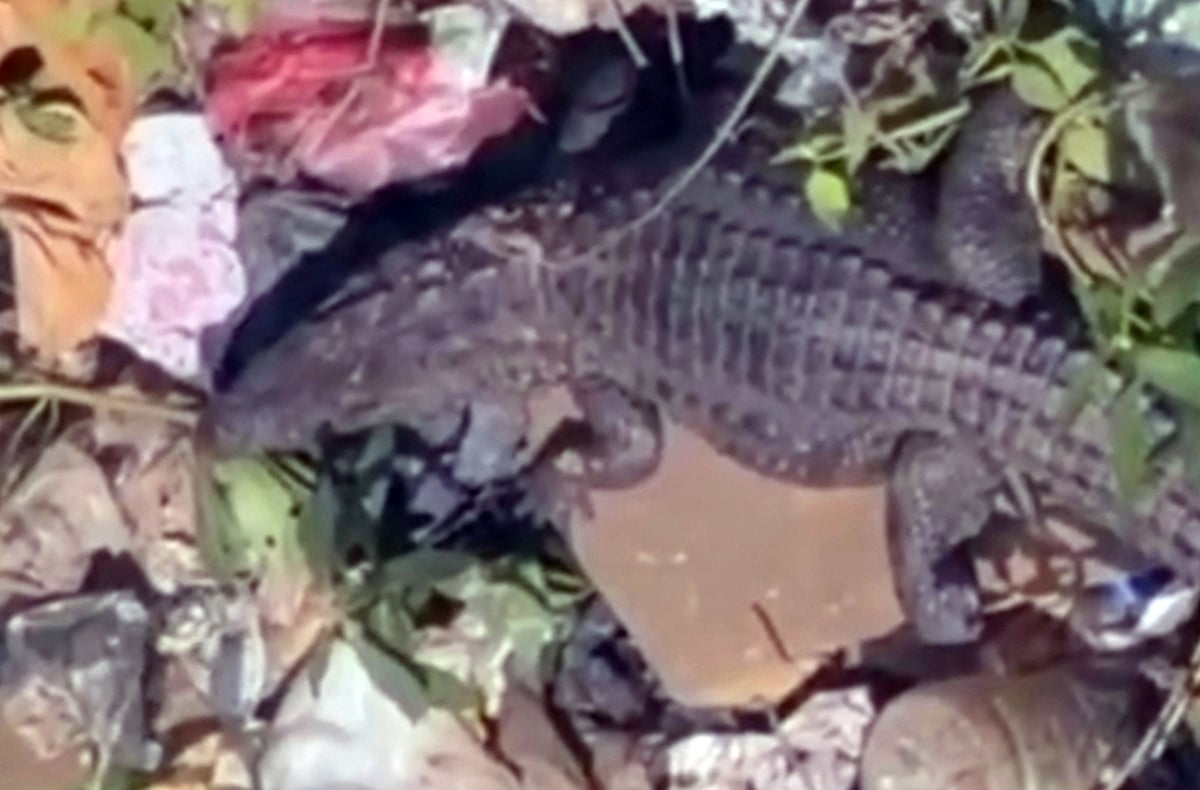 ಕಿರಂಗೂರು: ಮನೆ ಪಕ್ಕದಲ್ಲೇ ಮೊಸಳೆ ಪ್ರತ್ಯಕ್ಷ