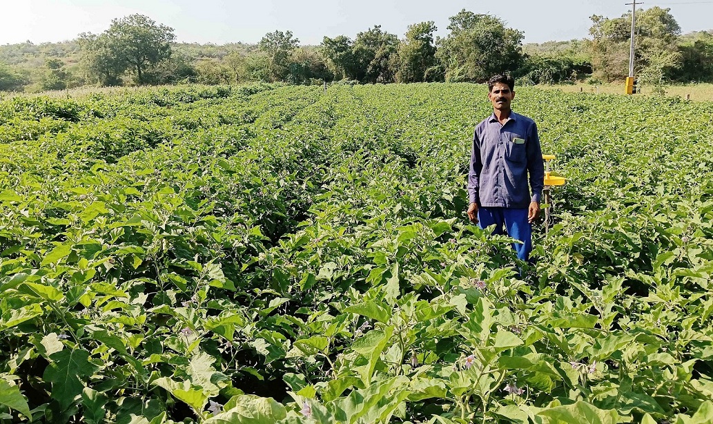 ಸಮೃದ್ಧ ಬದನೆಕಾಯಿ ಬೆಳೆ