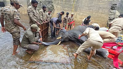  ಆದರೆ, ನೀರಿನ ಹರಿವಿನ ರಭಸಕ್ಕೆ ವಾಪಸ್‌ ಕಾಲುವೆಯಿಂದ ಮೇಲೆ ಬಾರದ ಆನೆಯು ಕಳೆದ ಮೂರು ದಿನಗಳಿಂದ ಕಾಲುವೆಯಲ್ಲಿಯೇ ಓಡಾಡಿ ನಿತ್ರಾಣಗೊಂಡಿತ್ತು. 