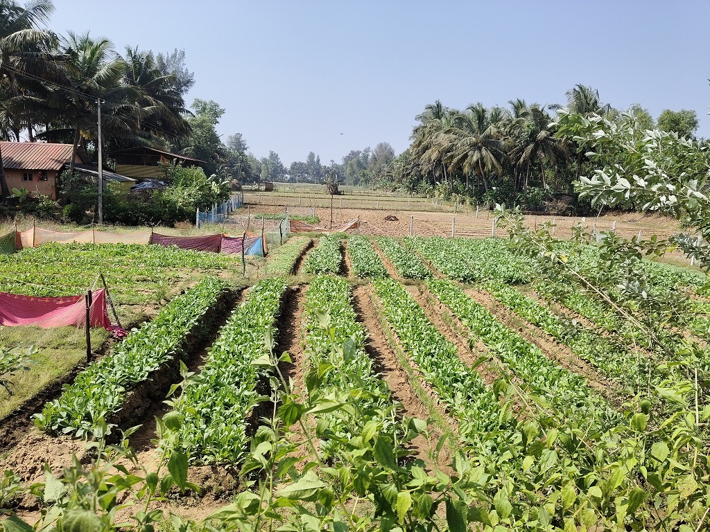 ಗೋಕರ್ಣ ಸಮೀಪದ ಬಾವಿಕೊಡ್ಲದ ಬಳಿ ತರಕಾರಿ ರೈತರು ಮೂಲಂಗಿ ಬೆಳೆ ಹಾಕಿರುವುದು.