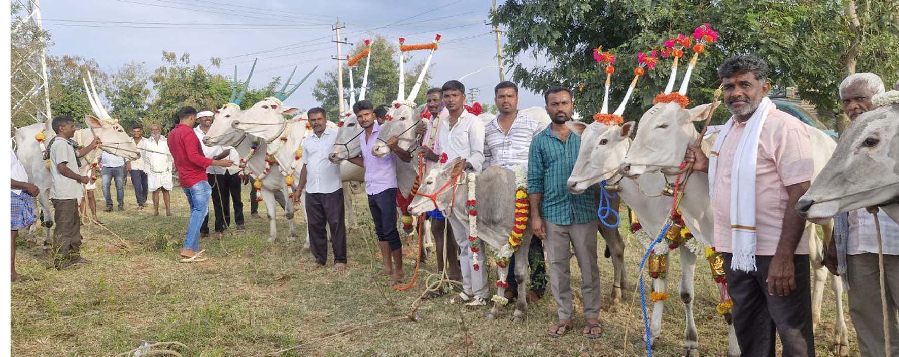 ಕಿಕ್ಕೇರಿ ಹೋಬಳಿಯ ಊಗಿನಹಳ್ಳಿಯಲ್ಲಿ ಮಂಗಳವಾರ ಸಂಭ್ರಮದಿಂದ ಕಾರೆಮೆಳೆ ಸಿಂಗಮ್ಮನ ಜಾತ್ರೆ ದನಗಳ ಮೆರವಣಿಗೆ ನಡೆಯಿತು