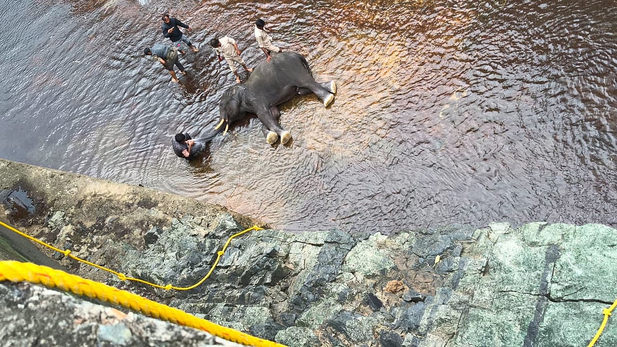 60 ಅಡಿ ಆಳದ ಕಾಲುವೆಗೆ ಬಿದ್ದಿದ್ದ ಕಾಡಾನೆ ರಕ್ಷಣೆ: 4 ಗಂಟೆ ಕ್ರೇನ್‌ ಕಾರ್ಯಾಚರಣೆ