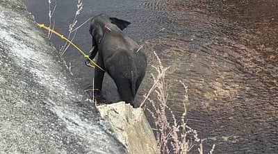 ಅದು ಫಲ ನೀಡದ ಹಿನ್ನೆಲೆಯಲ್ಲಿ, ಮಧ್ಯಾಹ್ನ ಪಟಾಕಿ ಸಿಡಿಸಿ ಕಾಲುವೆ ಮಧ್ಯಭಾಗಕ್ಕೆ ಆನೆ ಬಂದ ನಂತರ, ತಜ್ಞರ ತಂಡ ಕಾಡಾನೆಗೆ ಅರಿವಳಿಕೆ ಮದ್ದು ನೀಡಿದರು. 