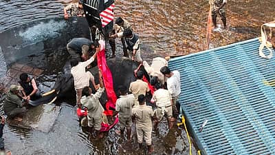  ಸುಮಾರು 30 ನಿಮಿಷ ಆನೆಯು ಅಲ್ಲಿಯೇ ಓಡಾಟ ನಡೆಸಿ ಪ್ರಜ್ಞೆ ಕಳೆದುಕೊಂಡ ಬಳಿಕ, ಆನೆಗೆ ಅಲ್ಲಿಯೇ ವೈದ್ಯರು ಚಿಕಿತ್ಸೆ ನೀಡಿದರು.