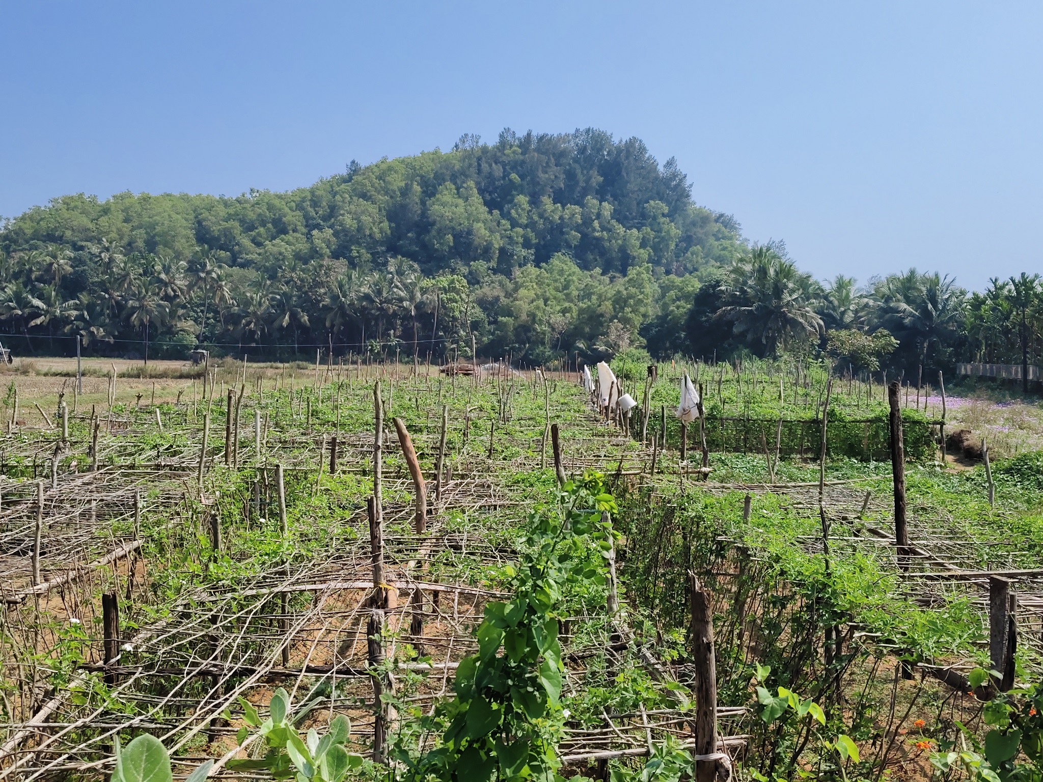 ಗೊಕರ್ಣದ ಬಿಜ್ಜೂರಿನಲ್ಲಿ ತೊಂಡೆಕಾಯಿ ಬೆಳೆಗೆ ಚಪ್ಪರ ಮಾಡಿರುವುದು.