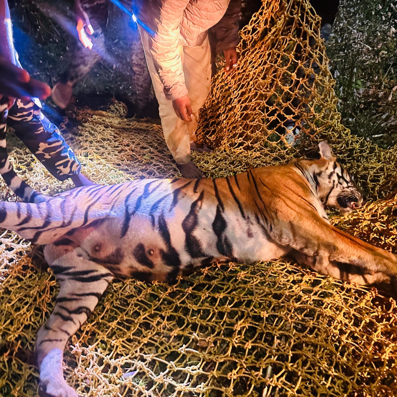 ಸೆರೆ ಸಿಕ್ಕ ಹೆಣ್ಣು ಹುಲಿ