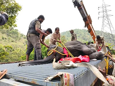  ಪ್ರಥಮ ಚಿಕಿತ್ಸೆ ನೀಡಿದ ನಂತರ, ಆರೋಗ್ಯ ಸ್ಥಿತಿಯನ್ನು ಖಾತ್ರಿಪಡಿಸಿಕೊಂಡು ಪಕ್ಕದಲ್ಲೇ ಇದ್ದ ಕಾವೇರಿ ವನ್ಯಜೀವಿ ಅರಣ್ಯಕ್ಕೆ ಸುರಕ್ಷಿತವಾಗಿ ಬಿಡಲಾಯಿತು. 