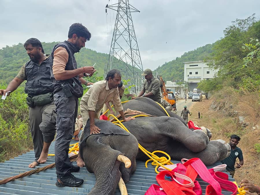 Wild Elephant Rescue Operation: 60 ಅಡಿ ಆಳದ ಕಾಲುವೆಗೆ ಬಿದ್ದಿದ್ದ ಕಾಡಾನೆ ರಕ್ಷಣೆ