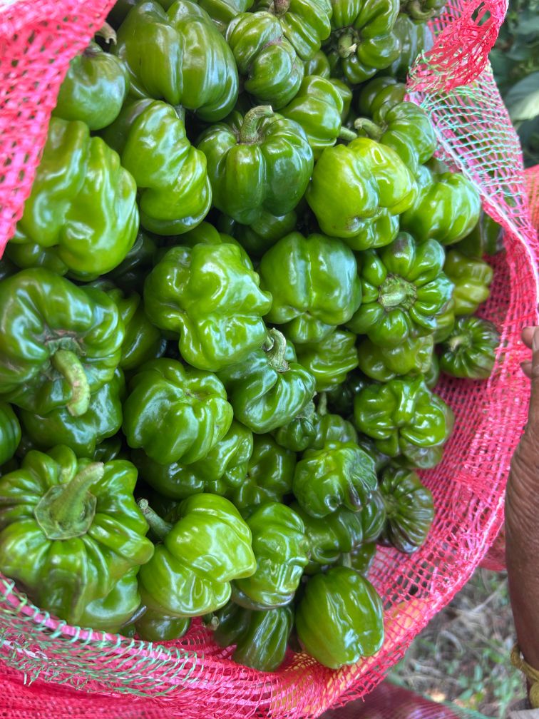 ಮಾರುಕಟ್ಟೆಗೆ ಒಯ್ಯಲು ಸಿದ್ಧವಾಗಿರುವ ಹೊಟ್ಟೆ ಮೆಣಸಿನಕಾಯಿ