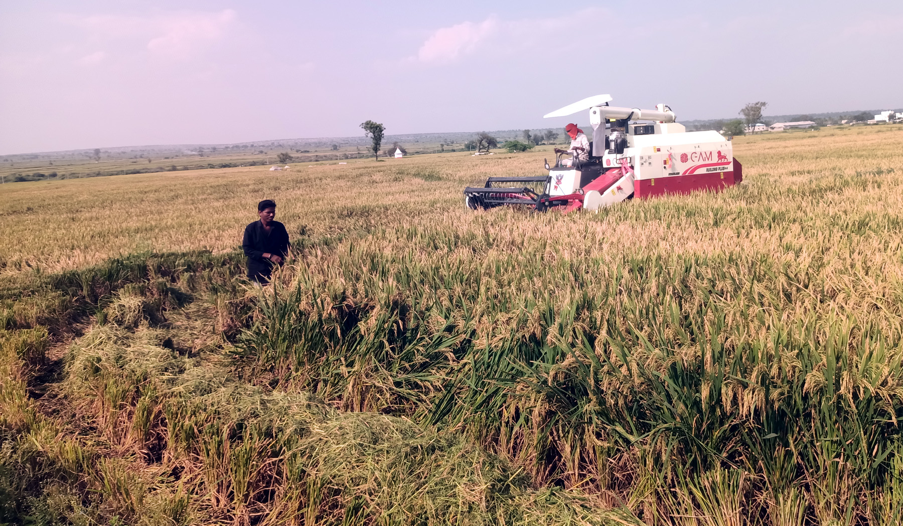 ಹುಣಸಗಿ ಪಟ್ಟಣದ ಹೊರವಲಯದಲ್ಲಿ ಯಂತ್ರದ ಸಹಾಯದಿಂದ ಭತ್ತದ ರಾಶಿ ಮಾಡುತ್ತಿರುದು