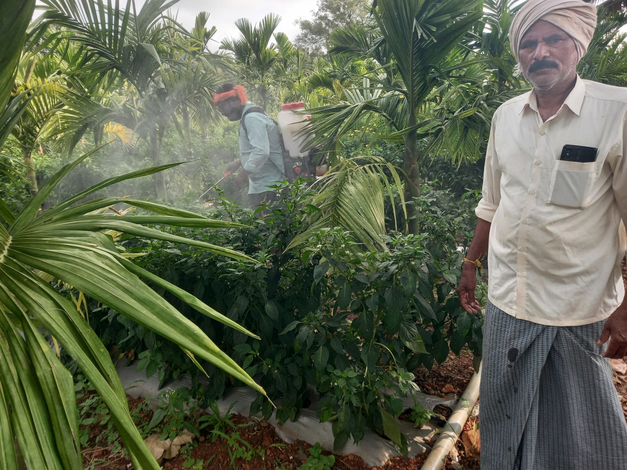 ಹೊಟ್ಟೆ ಮೆಣಸಿನಕಾಯಿ ಬೆಳೆಗೆ ಔಷಧ ಸಿಂಪರಣೆ ಮಾಡುತ್ತಿರುವುದು