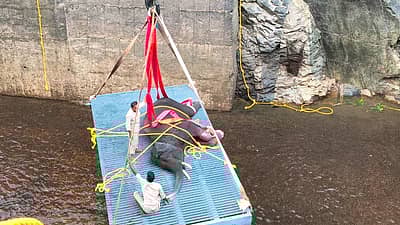 ರಕ್ಷಣಾ ಸಿಬ್ಬಂದಿ ಹೈಡ್ರಾಲಿಕ್ ಕ್ರೇನ್ ಮತ್ತು ಹಗ್ಗಗಳನ್ನು ಬಳಸಿ, ಕಂಟೇನರ್ ಹಾಗೂ ಸ್ಟ್ರೆಚರ್ ಮೇಲೆ ಆನೆಯನ್ನು ಮಲಗಿಸಿ, ಅತ್ಯಂತ ಎಚ್ಚರಿಕೆಯಿಂದ 60 ಅಡಿ ಆಳದ ಕಾಲುವೆಯಿಂದ ಮೇಲೆ ತಂದರು. 