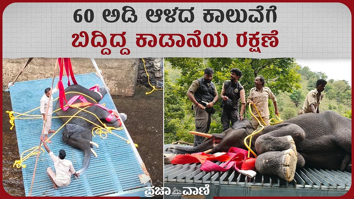 VIDEO | ಮಳವಳ್ಳಿ: 60 ಅಡಿ ಆಳದ ಕಾಲುವೆಗೆ ಬಿದ್ದಿದ್ದ ಕಾಡಾನೆಯ ರಕ್ಷಣೆ