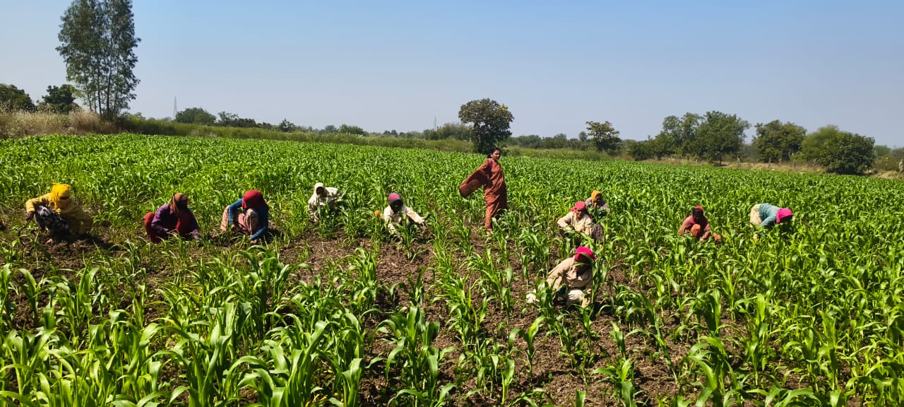 ಚಿಂಚೋಳಿಯ ಹೊಲವೊಂದರ ಕೃಷಿ ಕಾರ್ಮಿಕರು ಜೋಳದ ಬೆಳೆಯಲ್ಲಿ ಕಳೆ ಕೀಳುತ್ತಿರುವುದು