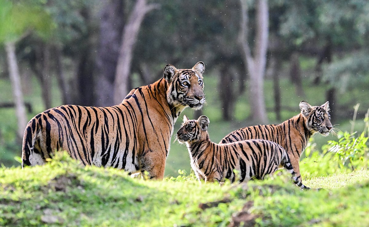 ವಿಶ್ಲೇಷಣೆ: ಹುಲಿ ಸಂತತಿ ಹೆಚ್ಚಾದದ್ದು ಹೇಗೆ? 