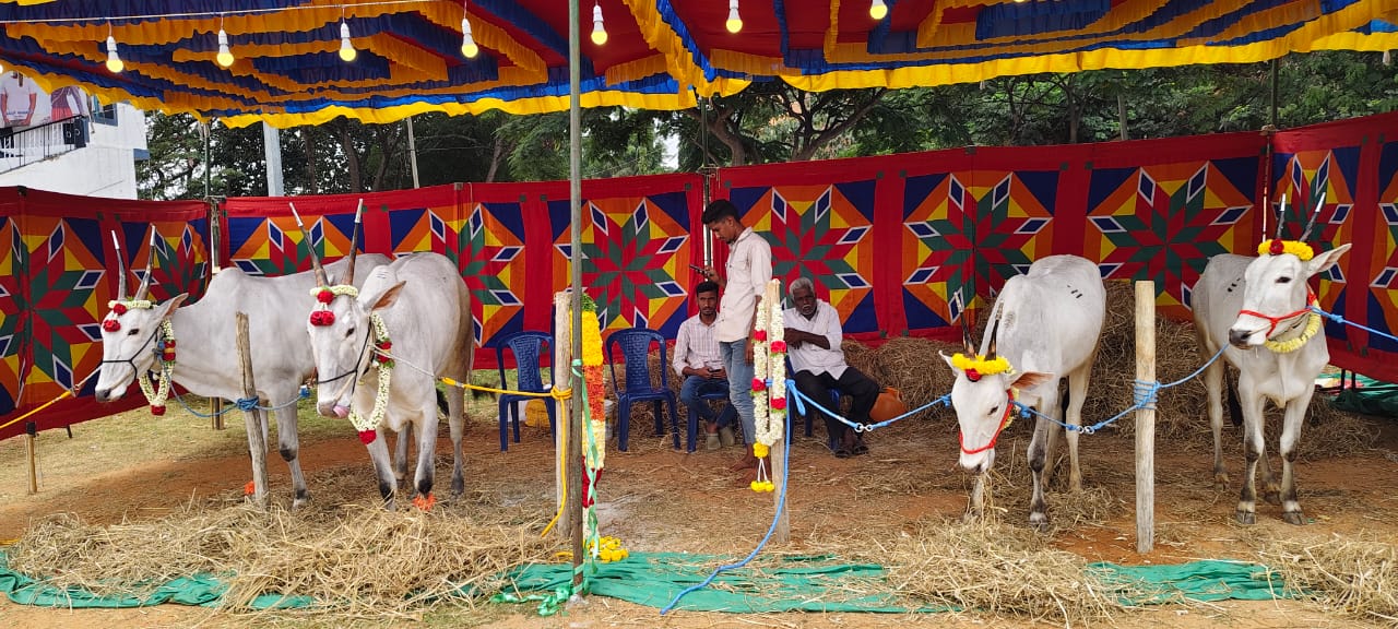 ಗಮನಸೆಳೆದ ಸೂಗೂರು ಗ್ರಾಮದ ಎತ್ತುಗಳು