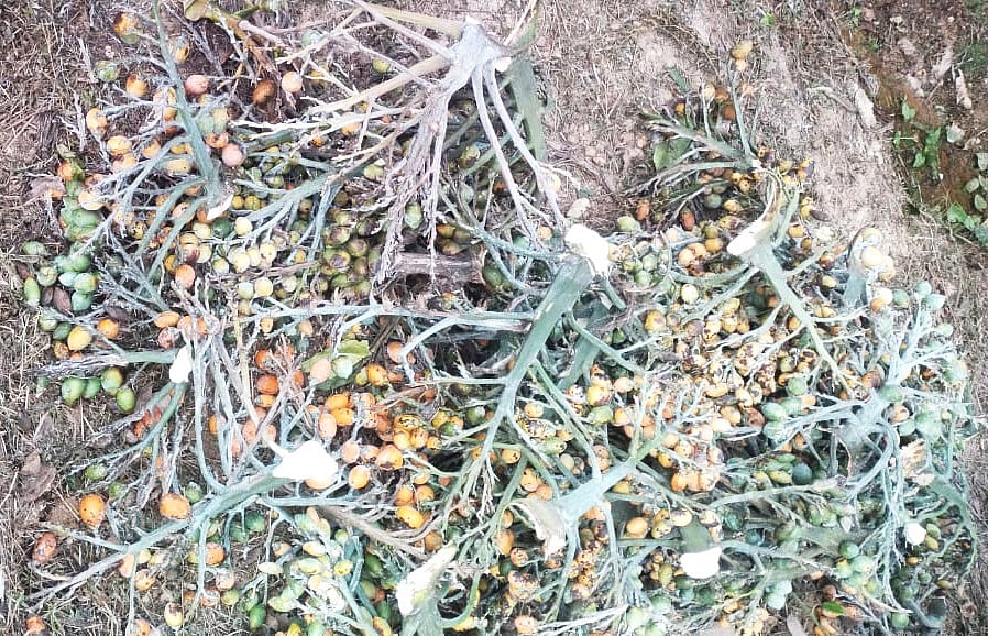 ಅಡಿಕೆ ಸಾಗಾಟದ ವಾಹನ ತಡೆದು ಹಲ್ಲೆ: 44 ಕ್ವಿಂಟಾಲ್ ಹಸಿ ಅಡಿಕೆ ದರೋಡೆ