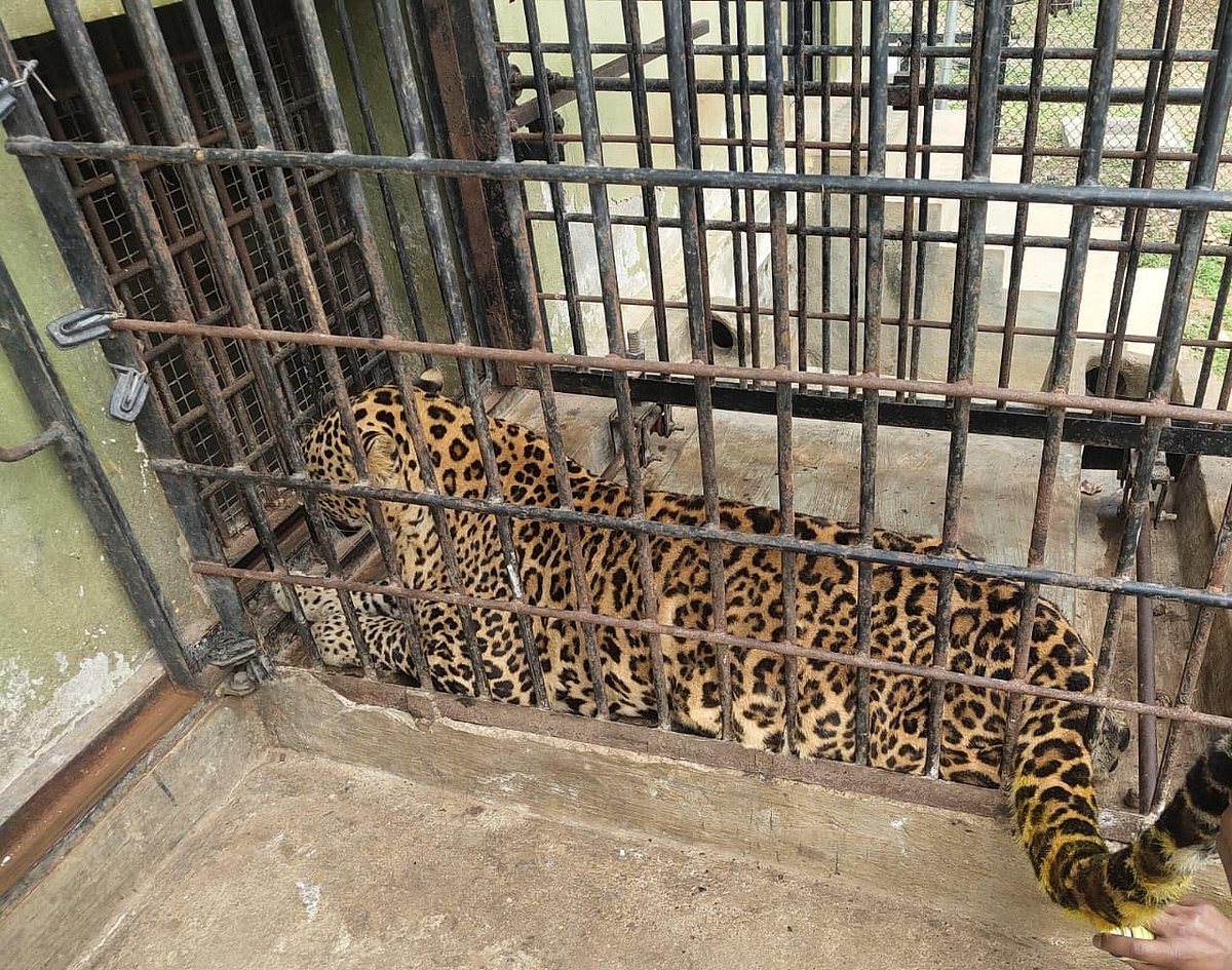 ಅನಾರೋಗ್ಯದಿಂದ ಬನ್ನೇರುಘಟ್ಟದ ಚಿರತೆ ಸಾವು