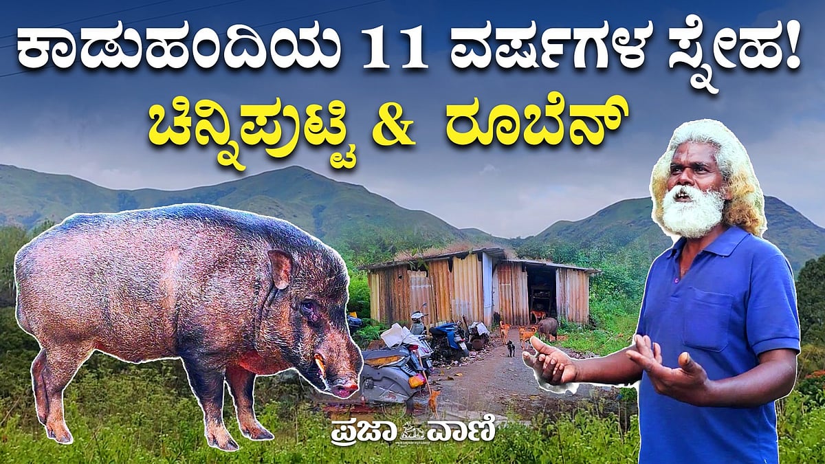 ಕುದರೆಮುಖದ ಕಾಡಿನಲ್ಲೊಬ್ಬ ಪ್ರಾಣಿ ಪ್ರೇಮಿ: ಅನ್ನ ಅರಸಿಕೊಂಡು ಬರುವ ಕಾಡು ಹಂದಿ
