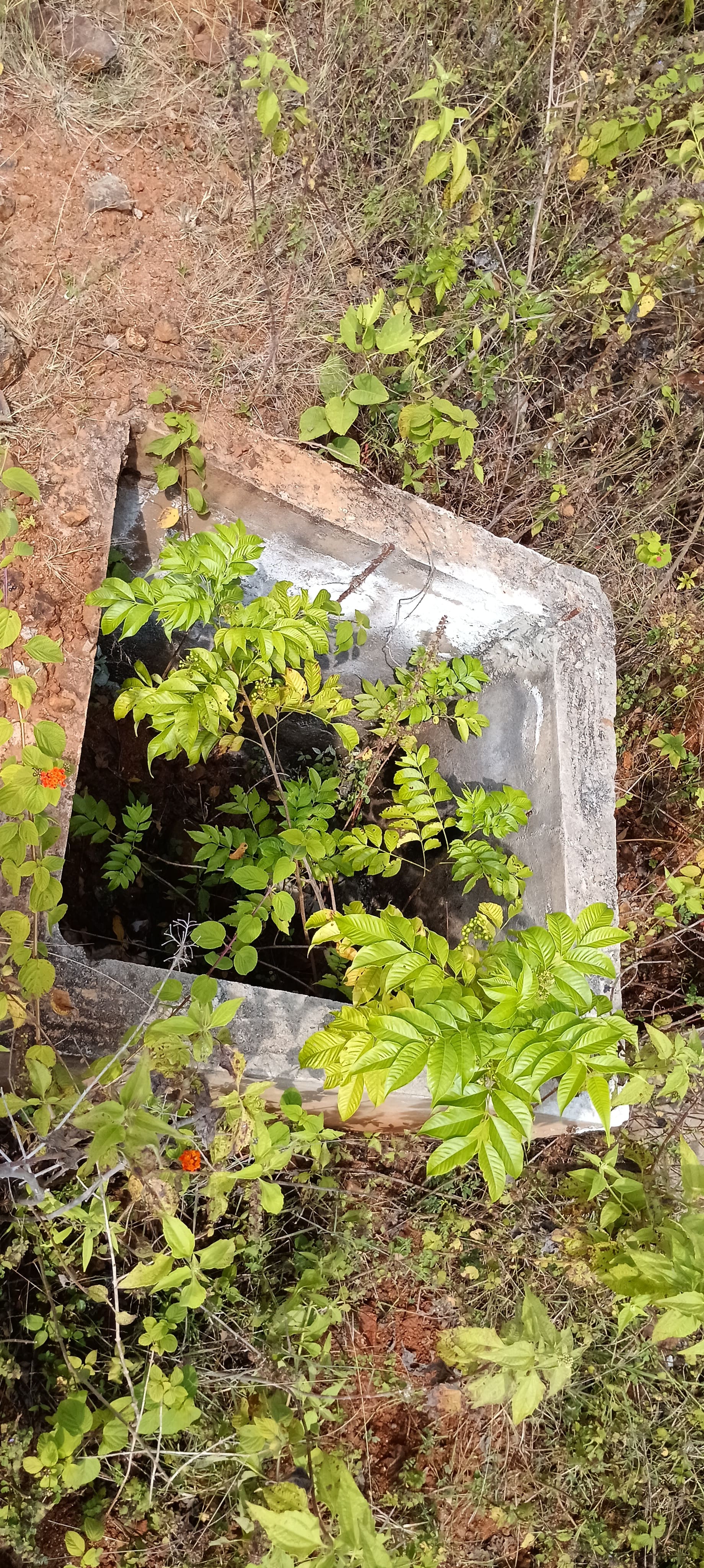 ಗಿಡ ಬಳ್ಳಿ ಬೆಳೆದು ಆವೃತವಾಗಿದೆ.