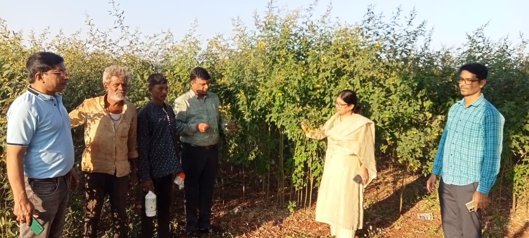 ಹುಮನಾಬಾದ್ ತಾಲ್ಲೂಕಿನ ಧುಮ್ಮನಸೂರ್ ಹೊಲದಲ್ಲಿನ ತೊಗರಿಗೆ ತಗುಲಿರುವ ಕೀಟಬಾಧೆಯನ್ನು ಕೃಷಿ ಜಂಟಿ ನಿರ್ದೇಶಕಿ ದೇಲಿಕಾ ಪರೀಶೀಲನೆ ಮಾಡಿದರು. ಹುಮನಾಬಾದ್ ಕೃಷಿ ಸಹಾಯಕ ನಿರ್ದೇಶಕ ಶರಣಕುಮಾರ ಇದ್ದರು