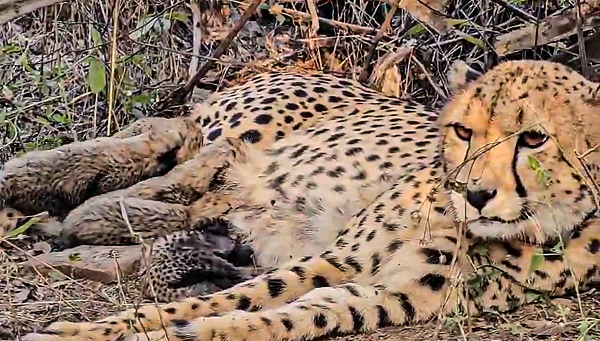 Project Cheetah: ಭಾರತದಲ್ಲಿ ಜನಿಸಿದ‌ ಮೊದಲ ಹೆಣ್ಣು ಚೀತಾ 'ಮುಖಿ' ಈಗ ತಾಯಿ