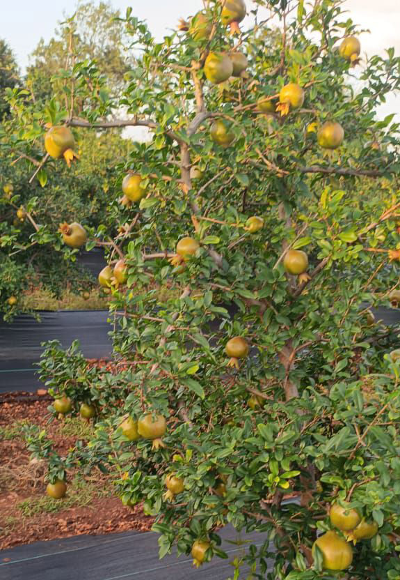 ಮುಂಡರಗಿ ತಾಲ್ಲೂಕಿನ ನಾರಾಯಣಪುರ ಗ್ರಾಮದ ರೈತ ರವಿ ಗುಂಡಿಕೇರಿ ಅವರ ಜಮೀನಿನಲ್ಲಿನ ದಾಳಿಂಬೆ ಬೆಳೆ 