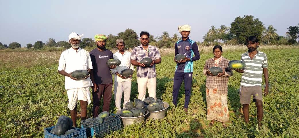 ಸೈದಾಪುರ ಸಮೀಪದ ಮಧ್ವಾರ ಗ್ರಾಮದ ರೈತರ ಹೊಲದಲ್ಲಿ ಬೆಳೆದ ಕಲ್ಲಂಗಡಿ ಹಣ್ಣು 