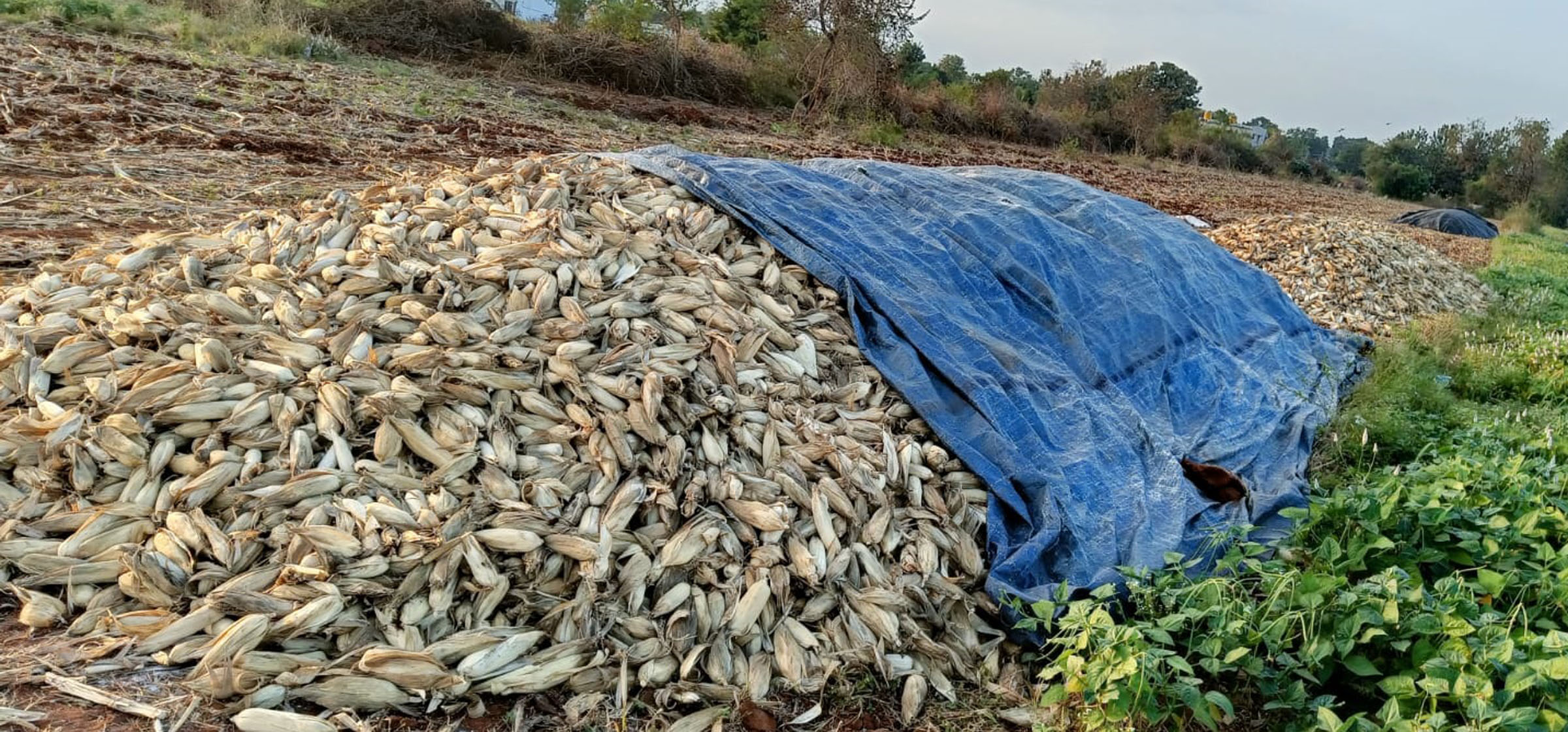 ಸಂತೇಬೆನ್ನೂರು ಹೊರವಲಯದ ಜಮೀನೊಂದರಲ್ಲಿ ಮೆಕ್ಕೆಜೋಳದ ತೆನೆ ಮುರಿದು ಒಕ್ಕಣೆ ಮಾಡದೆ ರಾಶಿ ಹಾಕಿರುವುದು