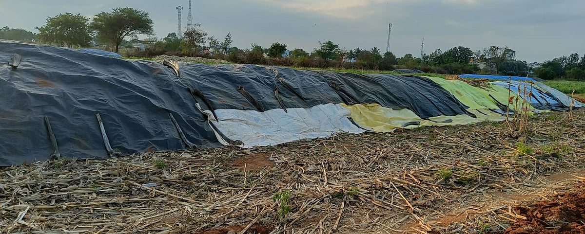 ಮೆಕ್ಕೆಜೋಳ; ದರ ಕುಸಿತ: ದಾರಿ ಕಾಣದಾದ ಕೃಷಿಕರು 