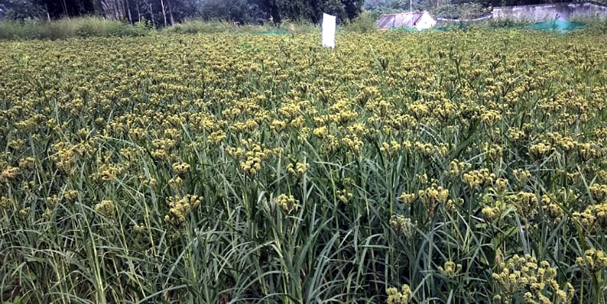Organic Ragi Cultivation: ಯಳಂದೂರು: ಬೀಸು ಬಿತ್ತನೆಯಲ್ಲಿ ಅರಳಿದ ‘ಗಿರಿ ರಾಗಿ’