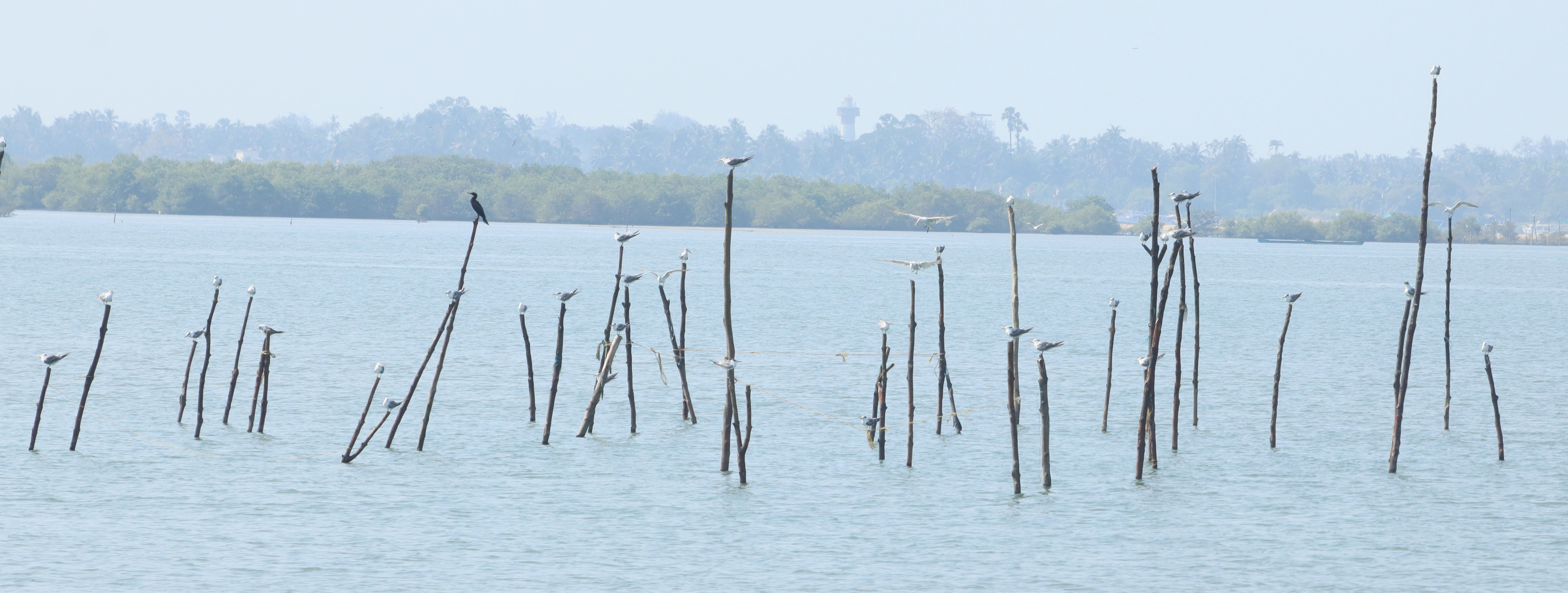 ಕಂಬಗಳಲ್ಲಿ ವಿರಮಿಸುತ್ತಿರುವ ಕಡಲ ಹಕ್ಕಿಗಳು