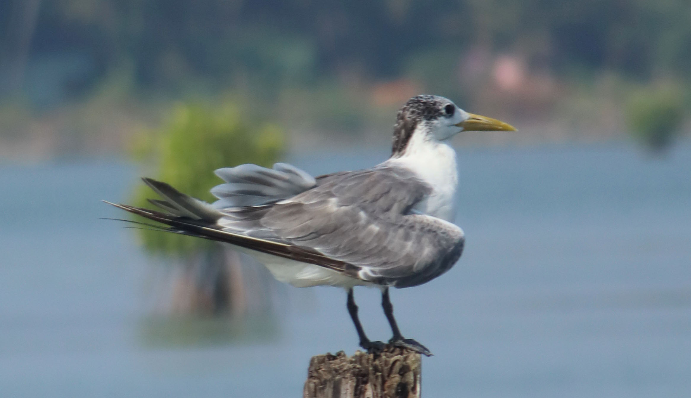 ಗ್ರೇಟರ್‌ ಕ್ರೆಸ್ಟೆಡ್‌ ಟರ್ನ್‌