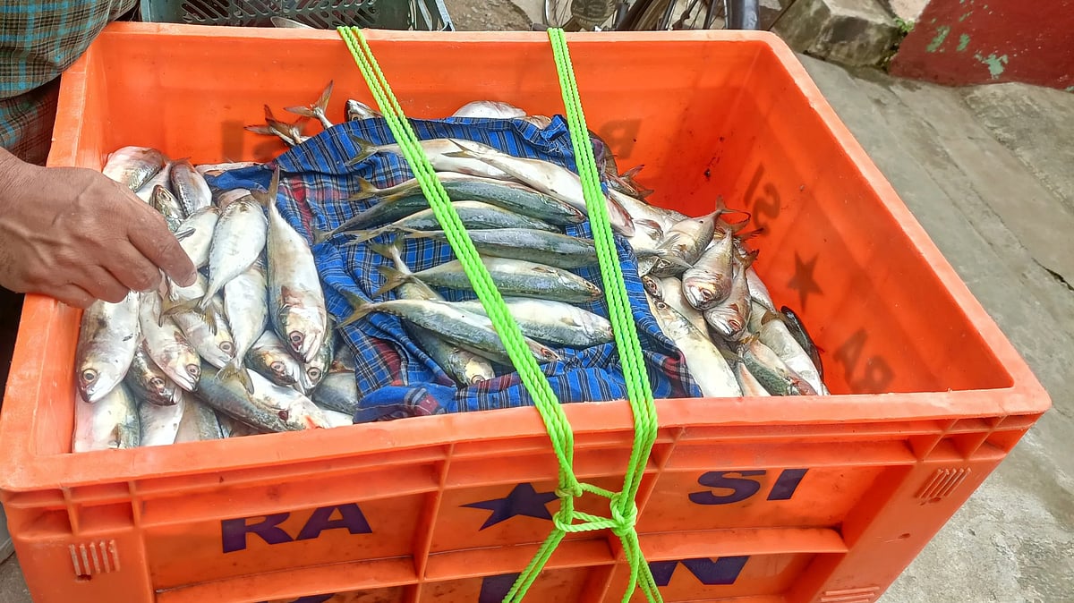 ಹಾವೇರಿ: ಮೀನು ಮಾರಾಟ; ವಾಹನ ಸೌಲಭ್ಯಕ್ಕೆ ಅರ್ಜಿ