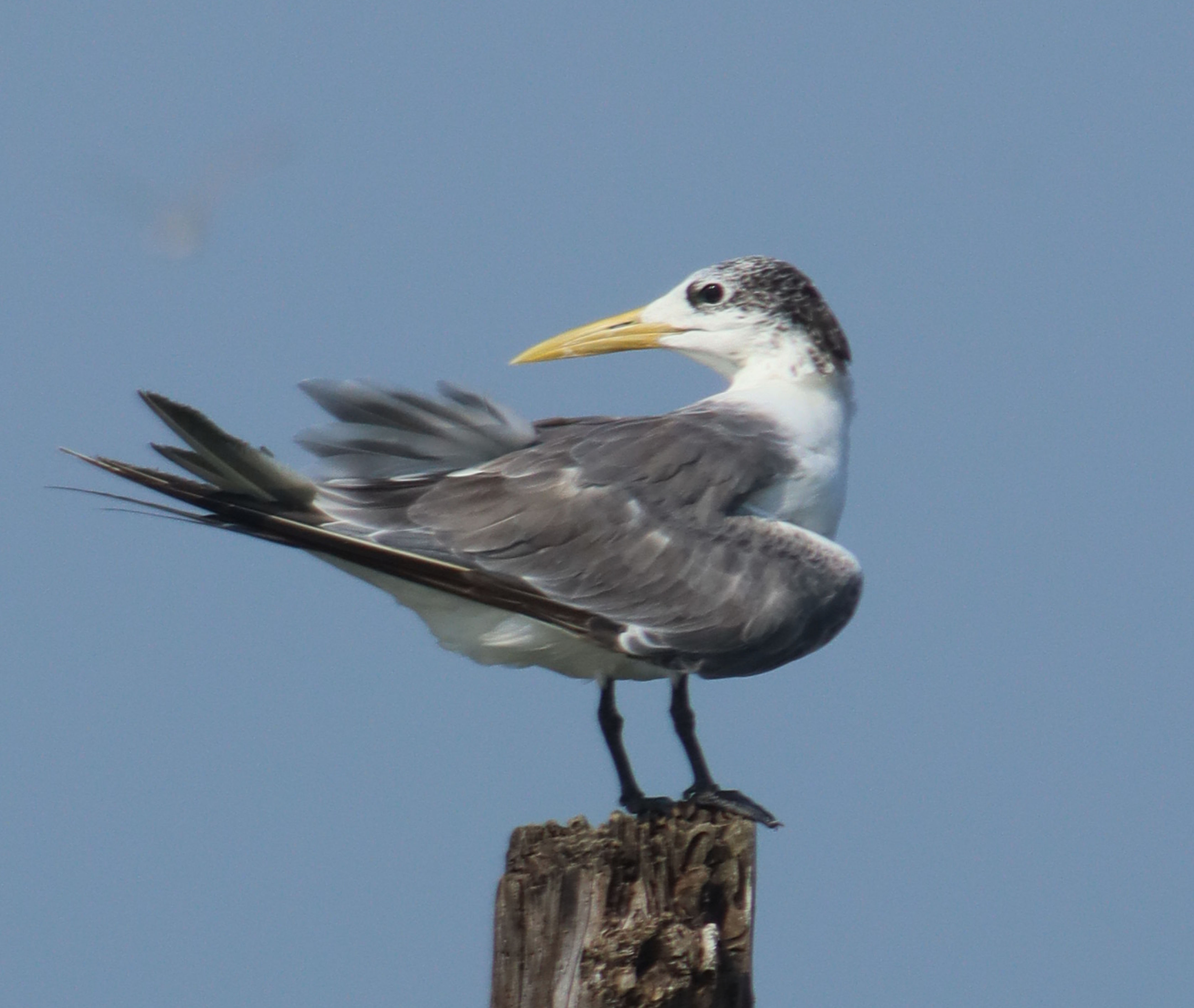 ಗ್ರೇಟರ್‌ ಕ್ರೆಸ್ಟೆಡ್‌ ಟರ್ನ್‌