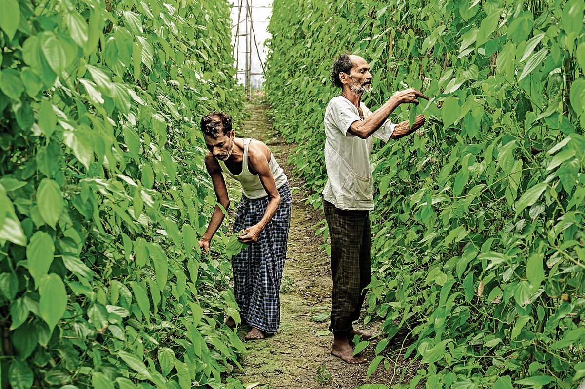  ಗುರುಮಠಕಲ್‌ನ ಎಲ್ಹೇರಿ ಯುವಕನ ವೀಳ್ಯದೆಲೆ ಕೃಷಿ