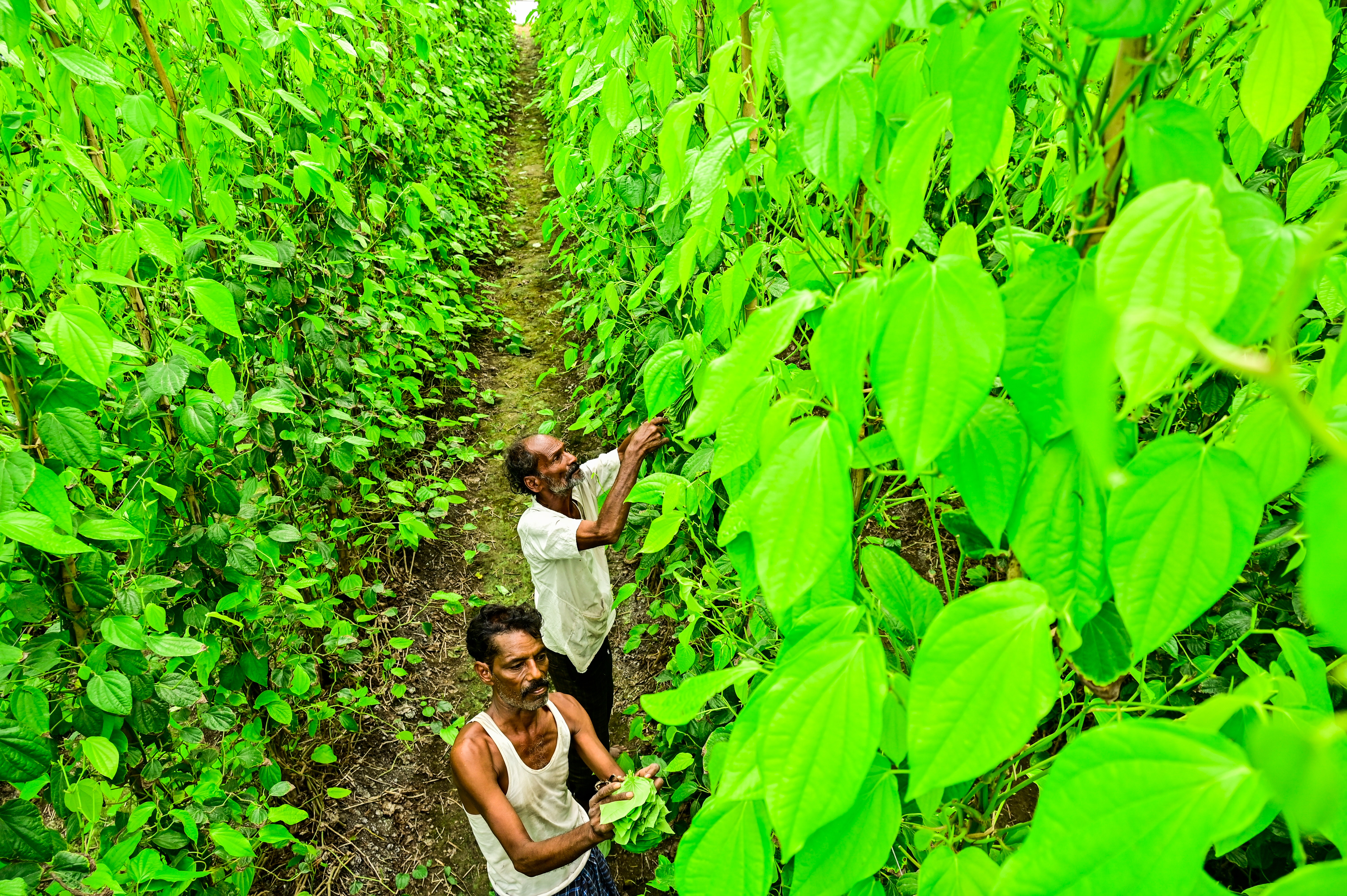 ಯುವ ಕೃಷಿಕ ವಿಶ್ವಶಂಕರ ಶಿವರಾಯ ಅವರ ಪಾಲಿಹೌಸ್‌ನಲ್ಲಿನ ವೀಳ್ಯದೆಲೆಗಳ ಕಟಾವಿನಲ್ಲಿ ತೊಡಗಿರುವ ಕೂಲಿ ಕಾರ್ಮಿಕರು
