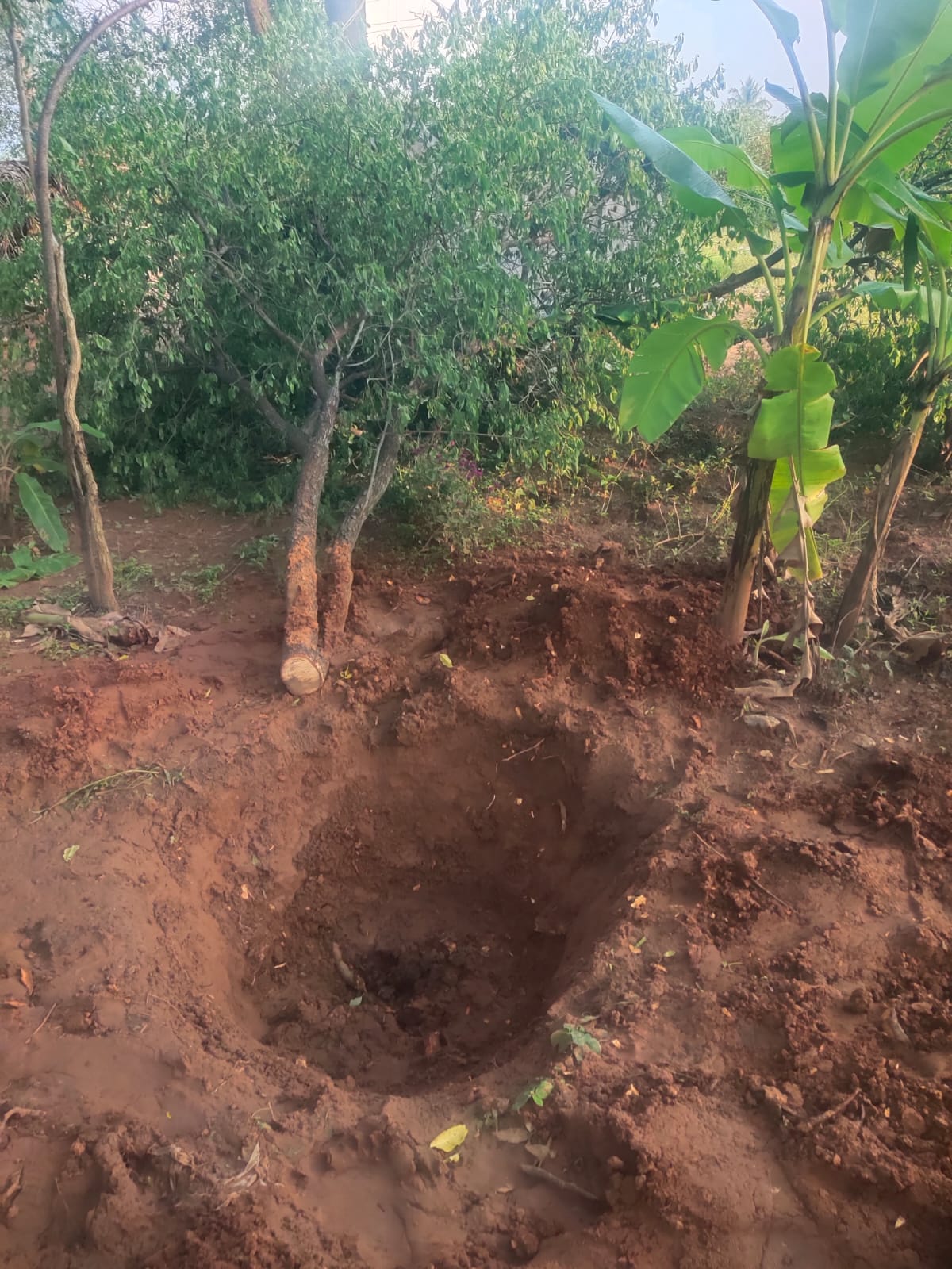 ಕೋಲಾರ ಜಿಲ್ಲೆ ಮಾಲೂರು ತಾಲ್ಲೂಕಿನ ರೈತರೊಬ್ಬರ ಜಮೀನಿನಲ್ಲಿ ಬೇರು ಸಹಿತ ಶ್ರೀಗಂಧದ ಮರ ಕಳವಿಗೆ ಯತ್ನಿಸಿರುವುದು