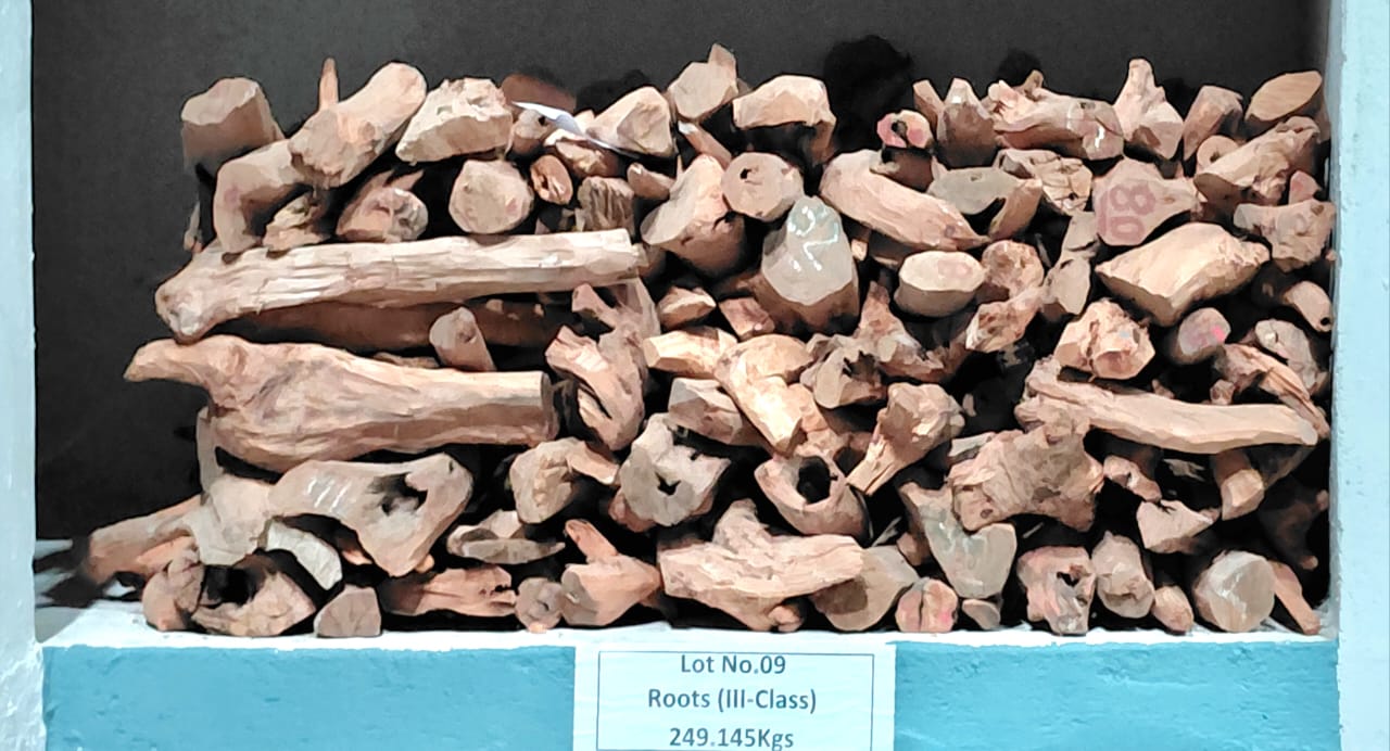 ಶಿವಮೊಗ್ಗದ ಶ್ರೀಗಂಧ ಕೋಠಿಯಲ್ಲಿ ದಾಸ್ತಾನು ಮಾಡಿರುವ ಶ್ರೀಗಂಧದ ಕೊರಡುಗಳು