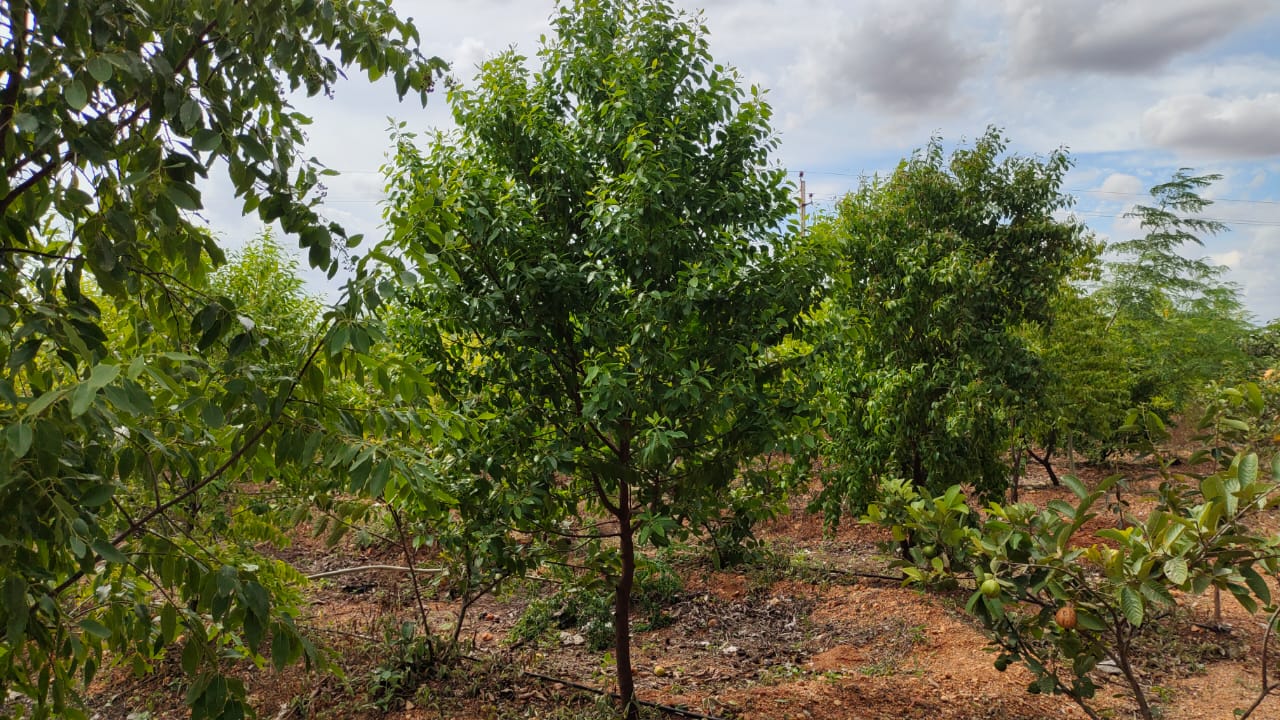 ಜಗಳೂರು ತಾಲ್ಲೂಕಿನಲ್ಲಿ ಸಮೃದ್ಧವಾಗಿ ಬೆಳೆದಿರುವ ಶ್ರೀಗಂಧ ಬೆಳೆ. 