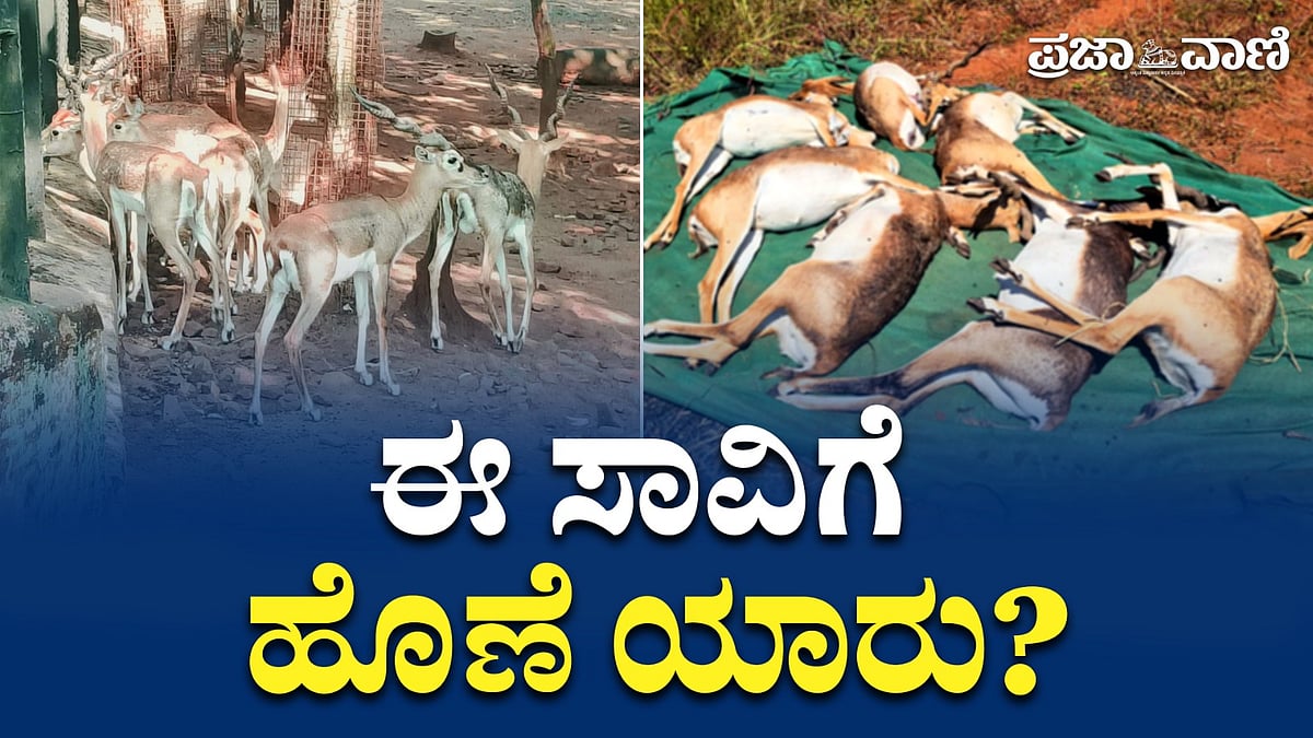 Video | ರಾಣಿ ಚನ್ನಮ್ಮ ಮೃಗಾಲಯ; ಕೃಷ್ಣಮೃಗಗಳ ದಾರುಣ ಸಾವು: ಹೊಣೆ ಯಾರು?