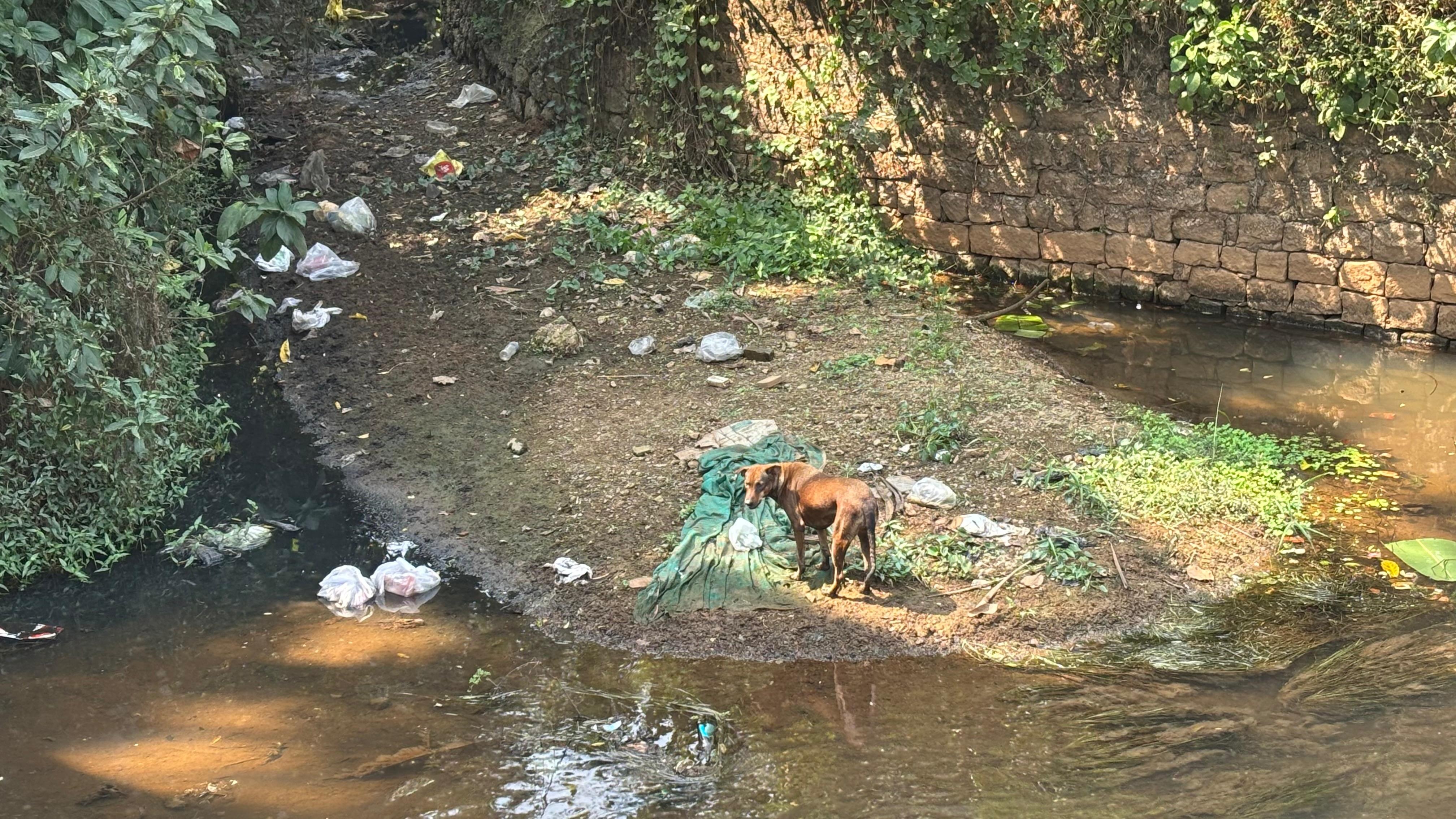ಕಲ್ಸಂಕದ ಬಳಿ ಇಂದ್ರಾಣಿ ನದಿಯ ದುರವಸ್ಥೆ