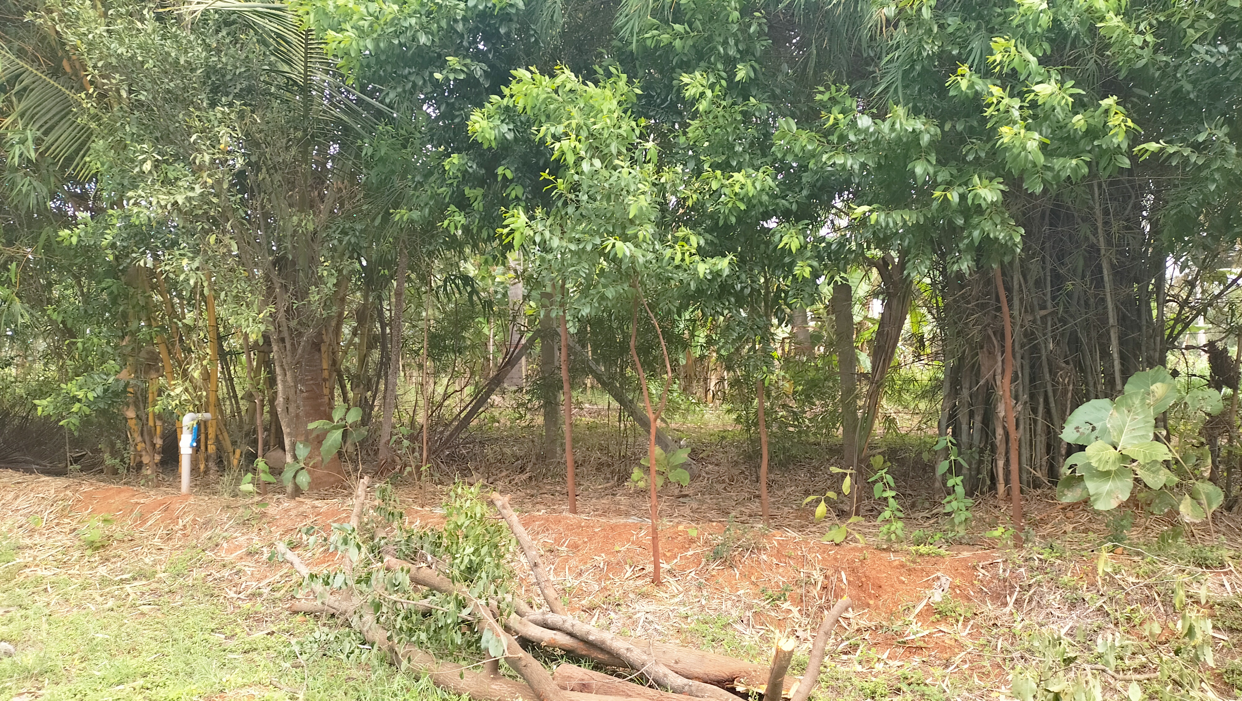 ಶ್ರೀಗಂಧದ ಮರ ರಕ್ಷಣೆಗೆ ತಂತಿ ಬೇಲಿ ಹಾಕಿರುವುದು ಬಿದಿರು ಮೆಳೆ ಬೆಳೆಸಿರುವುದು