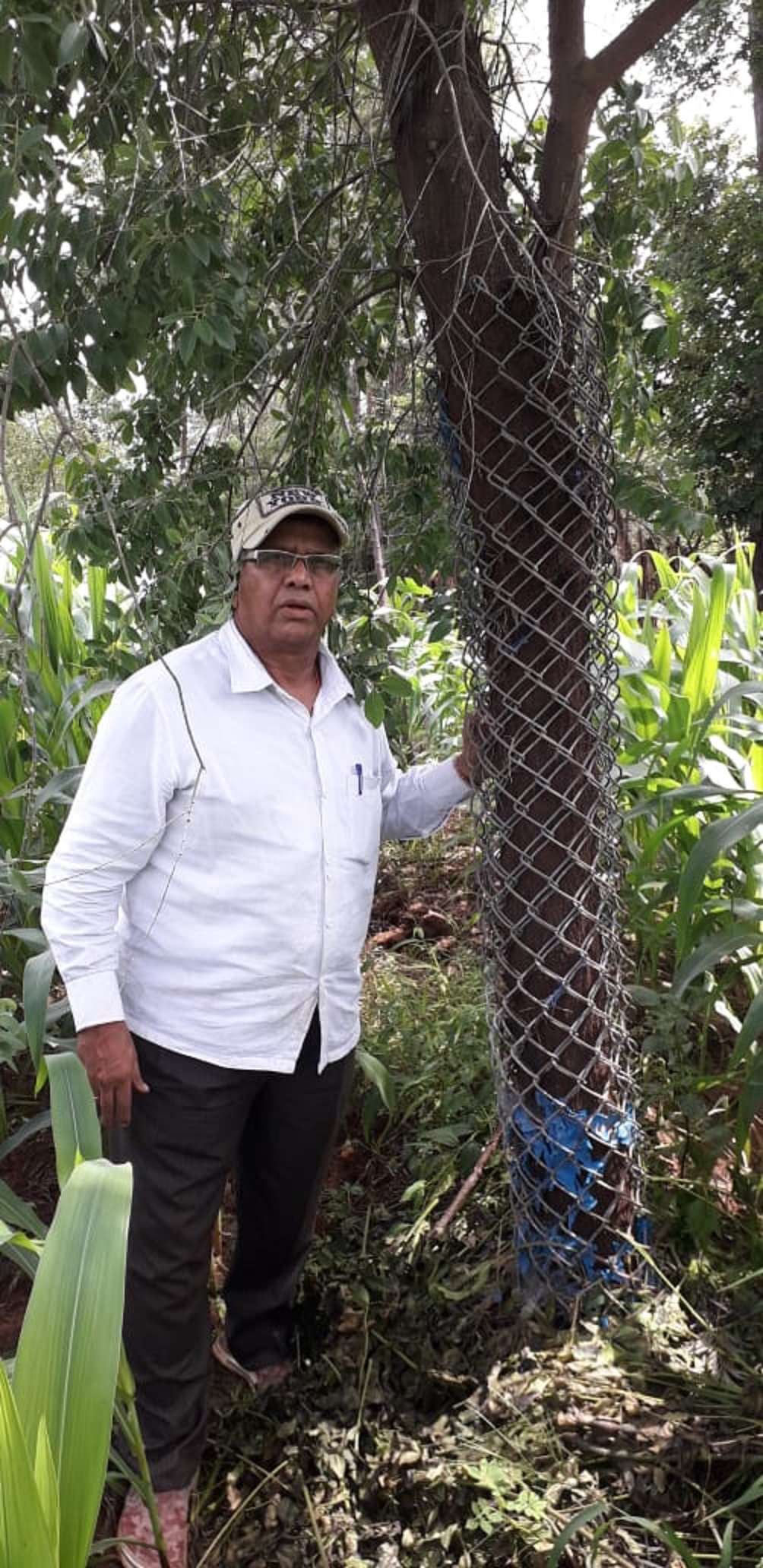 ಲಿಂಕ್‌ಮೆಷ್ ರಕ್ಷಣೆಯ ಶ್ರೀಗಂಧದ ಮರದೊಂದಿಗೆ ಶಿವಮೊಗ್ಗ ಎ.ಲೋಕೇಶ್ವರಪ್ಪ