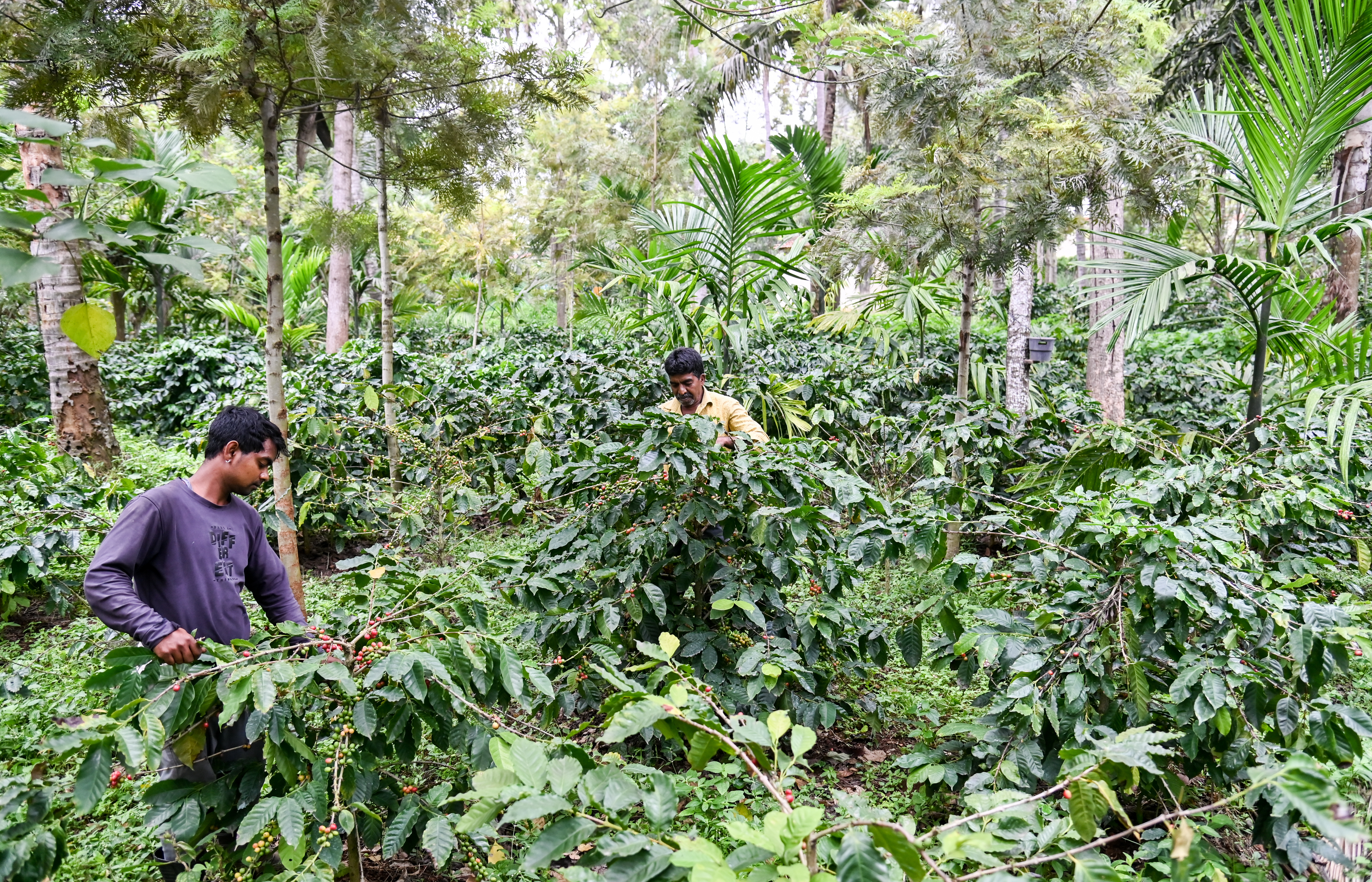 ರಾಮಕೃಷ್ಣ ವಿದ್ಯಾಶಾಲಯದ ಆವರಣದ ಕಾಡು–ತೋಟದಲ್ಲಿ ಕಾಫಿ ಬೆಳೆ