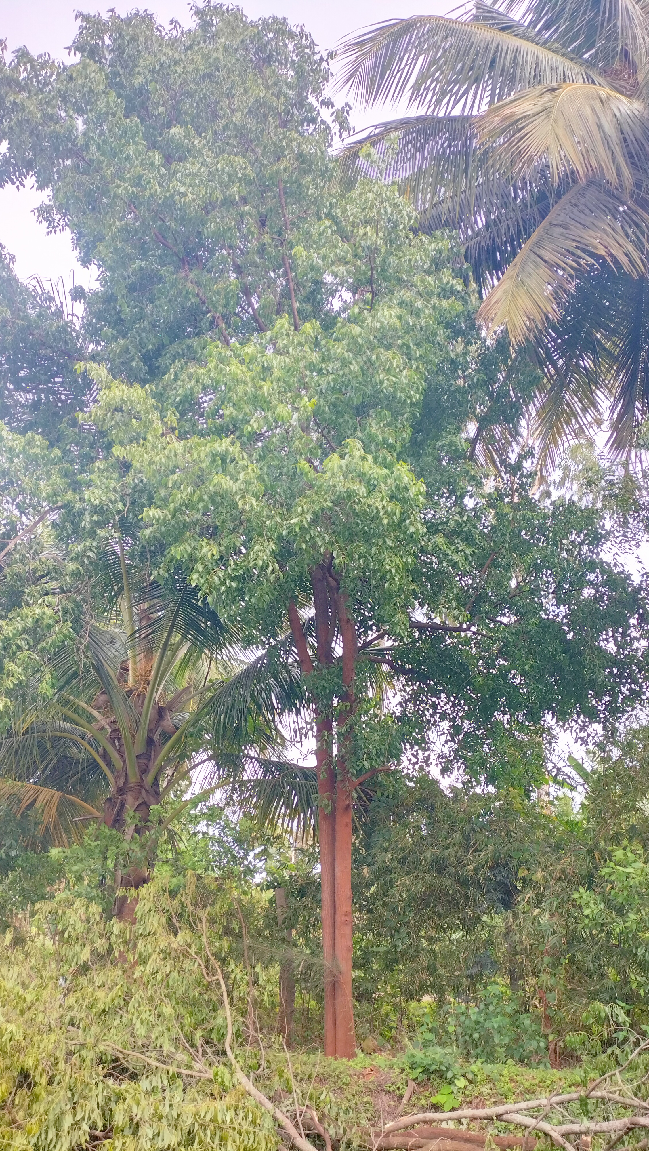 ಐದಾರು ವರ್ಷಗಳ ಶ್ರೀಗಂಧದ ಮರ