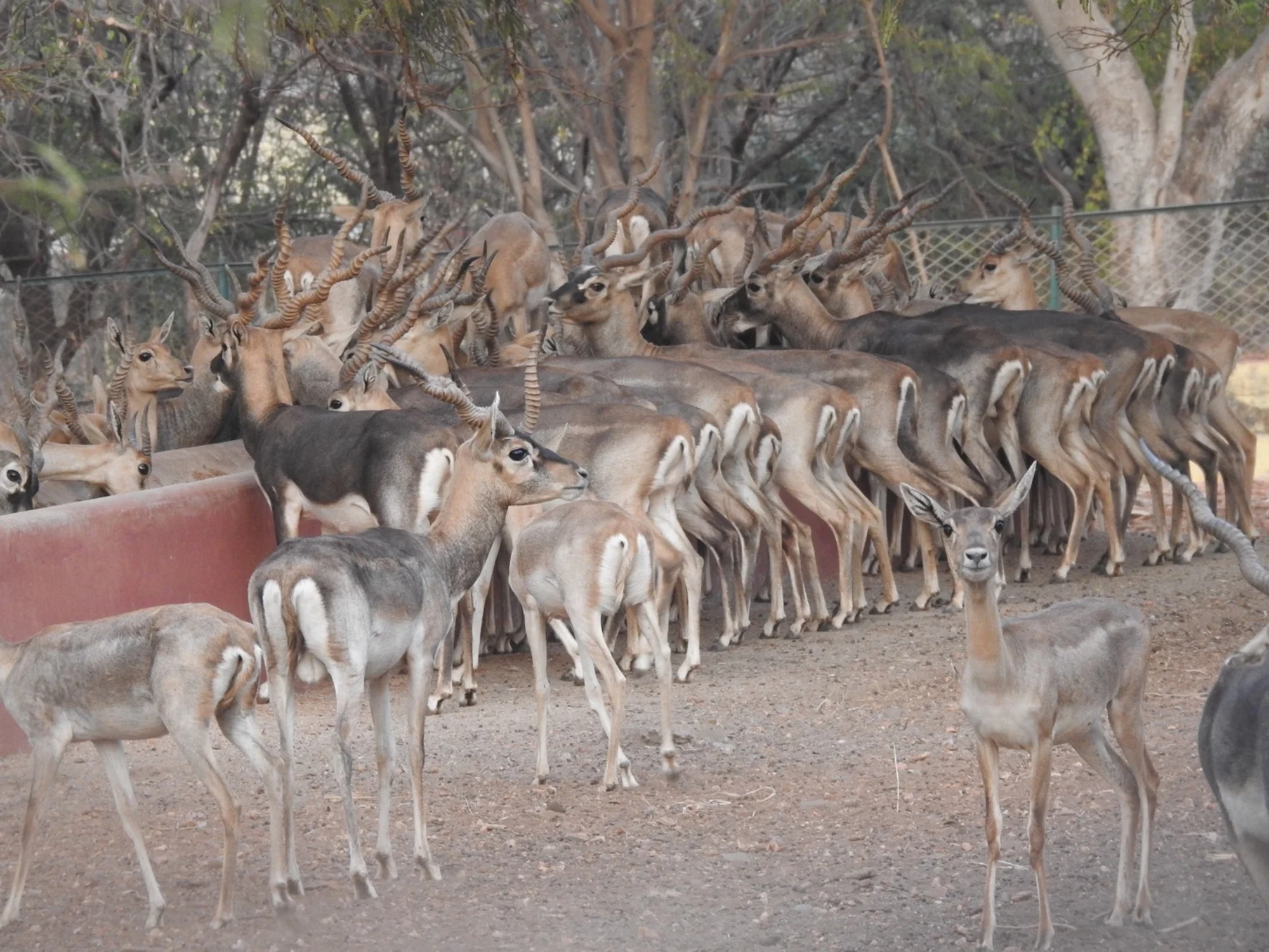 ಬಿಂಕದಕಟ್ಟಿ ಮೃಗಾಲಯದಲ್ಲಿನ ಕೃಷ್ಣಮೃಗಗಳು