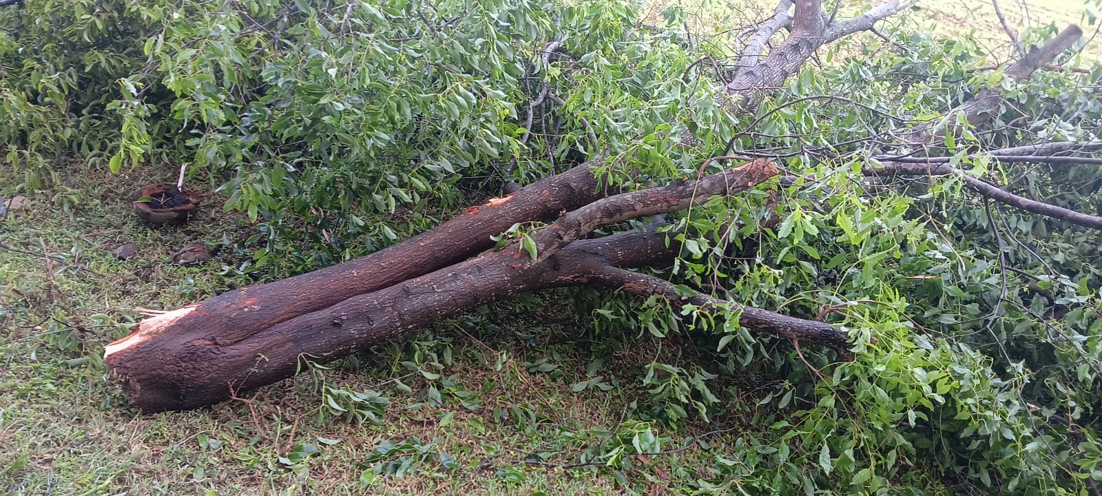 ಪ್ರೊ.ಮಾದೇವ ಭರಣಿ ಅವರ ಚಾಮರಾಜನಗರದ ಗುಂಡ್ಲುಪೇಟೆಯ ಅಂಚಿನಲ್ಲಿರುವ ತೋಟದಲ್ಲಿ ಕೆಲ ದಿನದ ಹಿಂದೆ ಕಳ್ಳರು ಶ್ರೀಗಂಧದ ಮರವನ್ನು ಕತ್ತರಿಸಿರುವುದು 